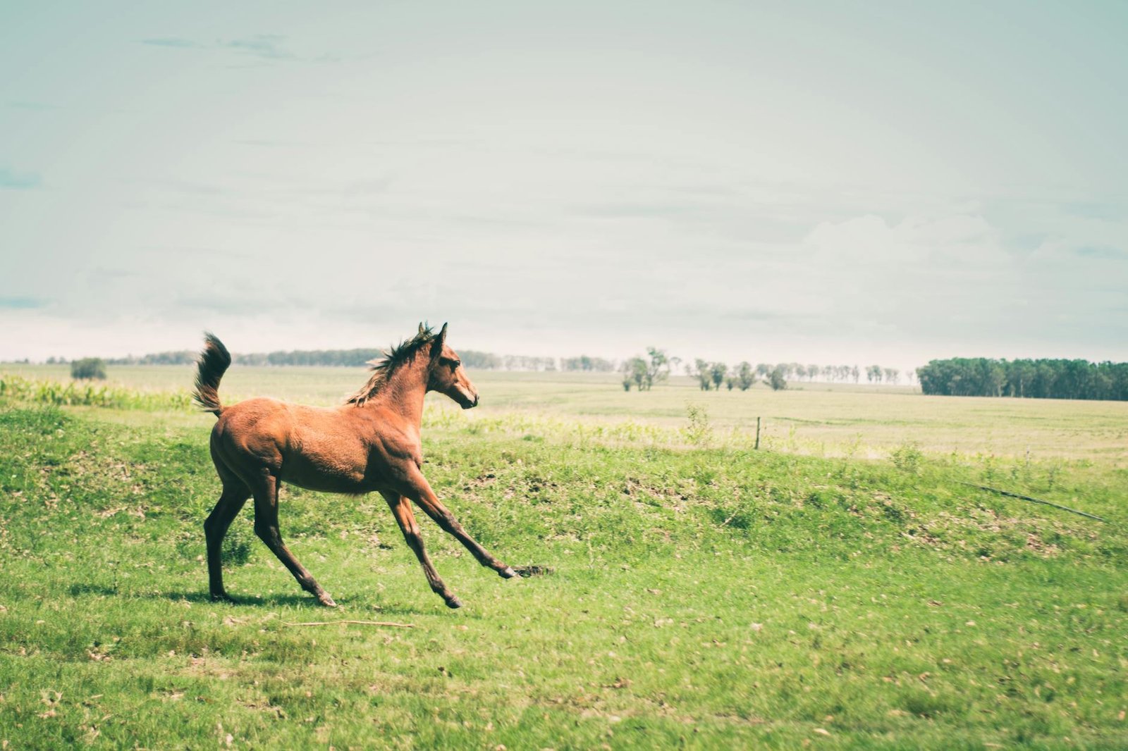 A majestic brown horse gallops freely in the vast rural fields of Treinta y Tres, Uruguay.
