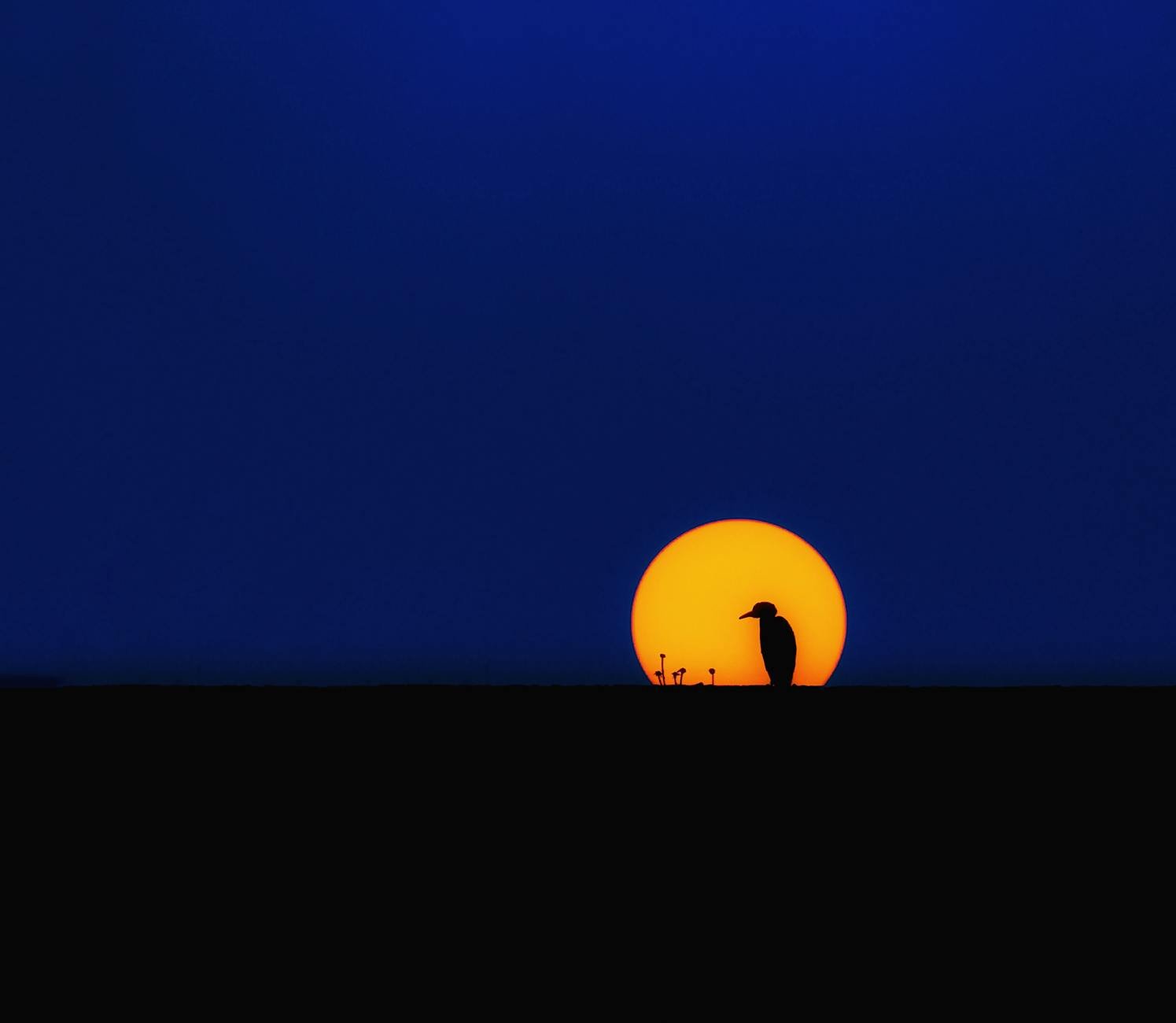 Silhouette of a bird at sunset, creating a striking contrast with the dark horizon and vibrant sky.