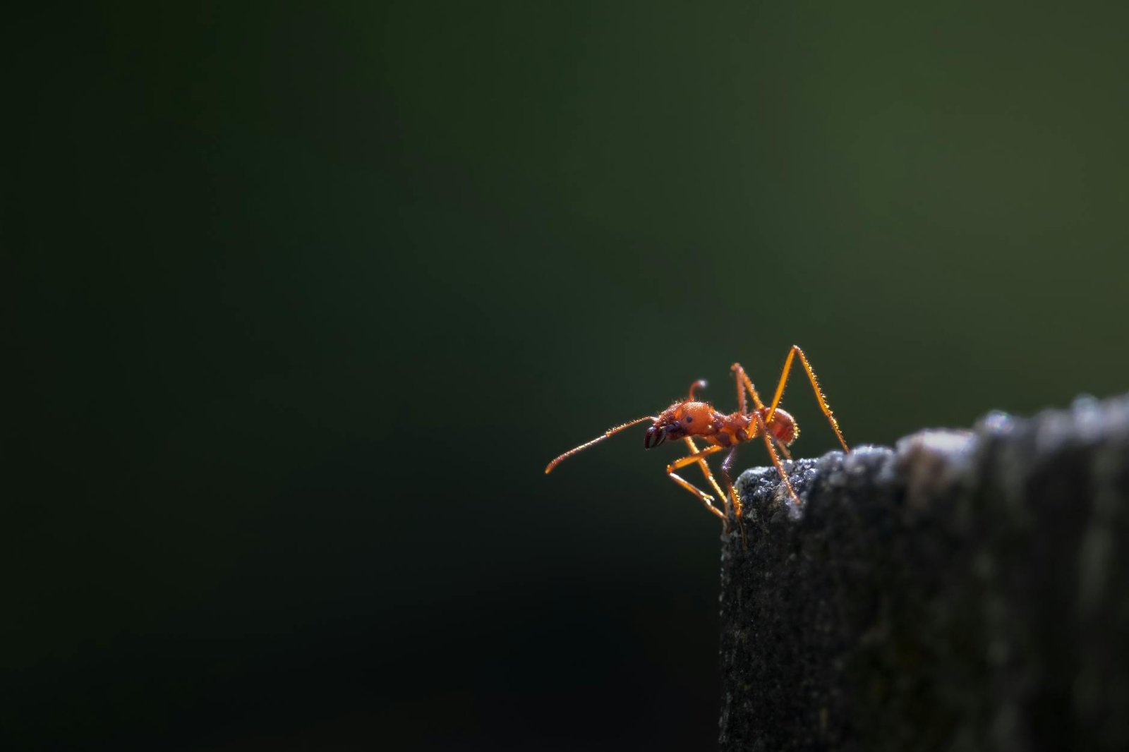 Dramatic macro shot of an ant poised on an edge, highlighting its delicate structure against a dark background.