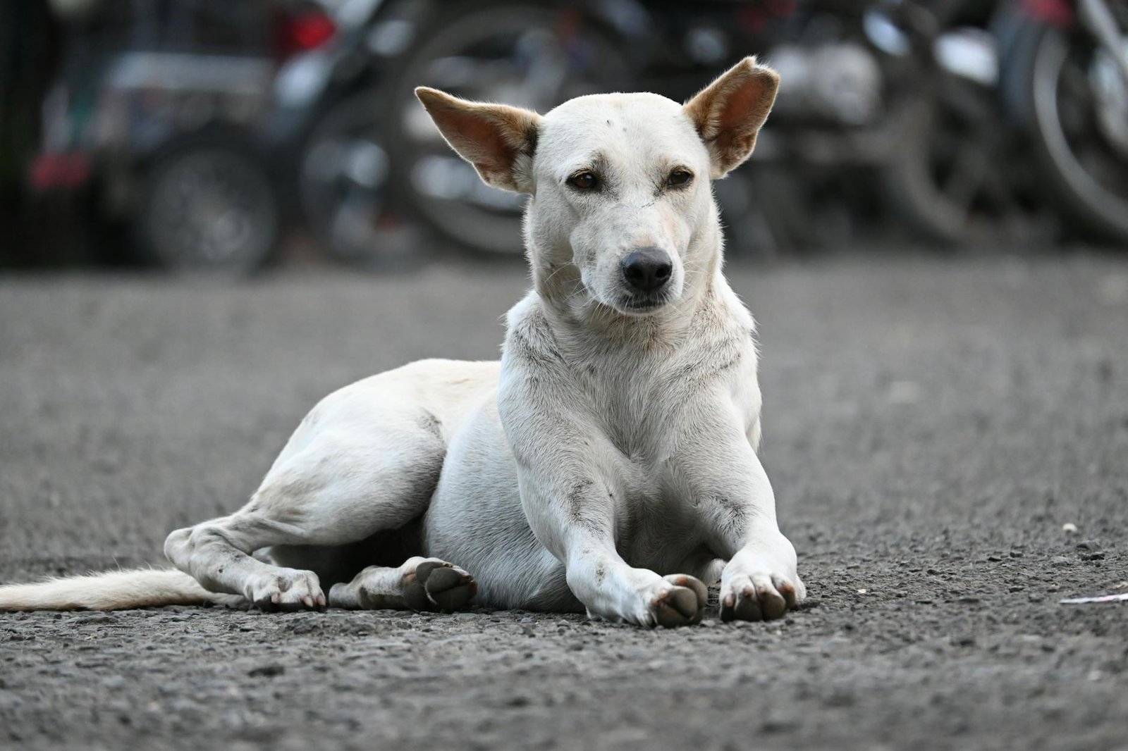 A white stray dog lies calmly on a street in Bhopal, India, capturing urban life.