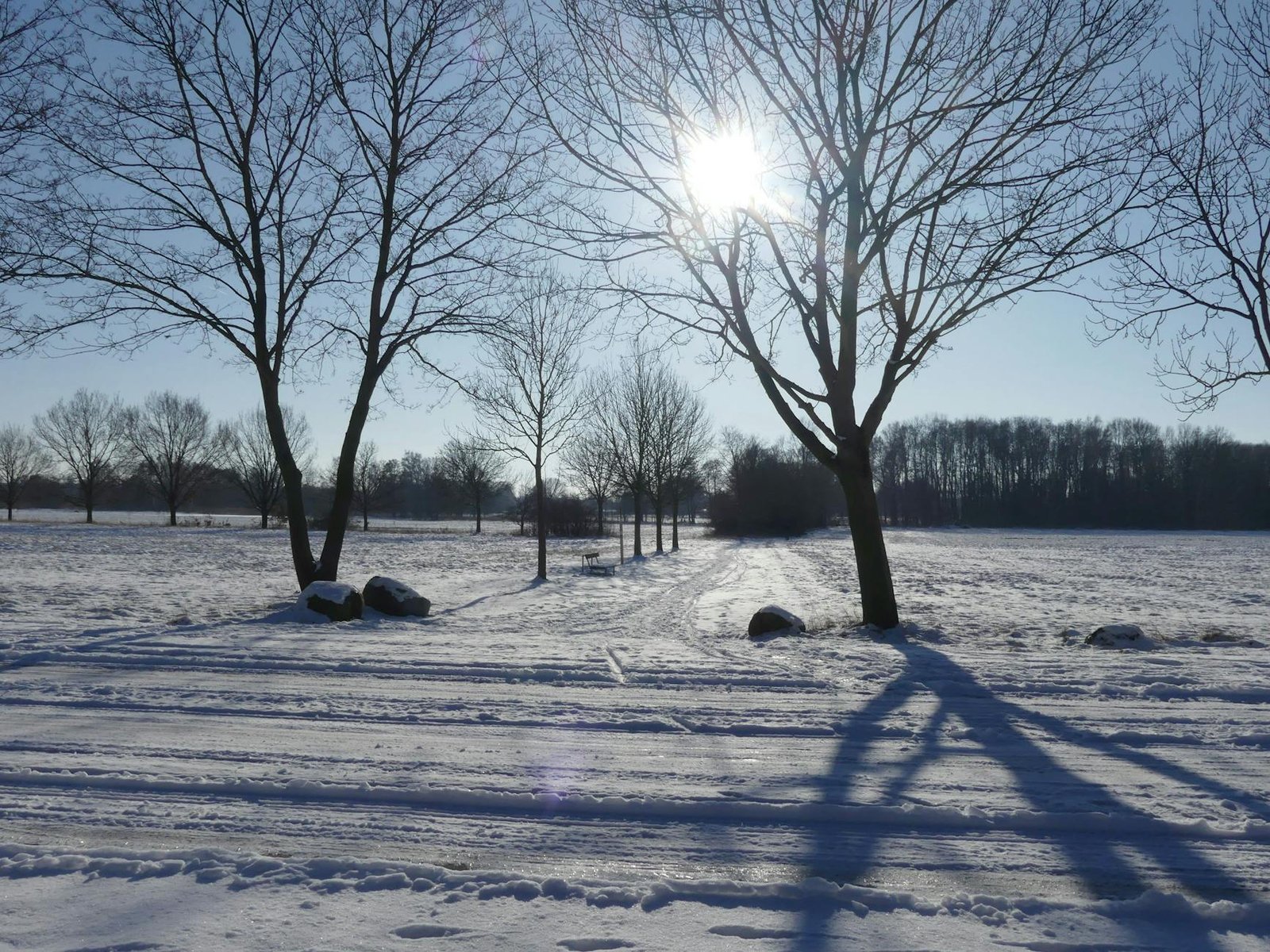 Tranquil winter scene featuring snow-covered fields and sunlit bare trees.