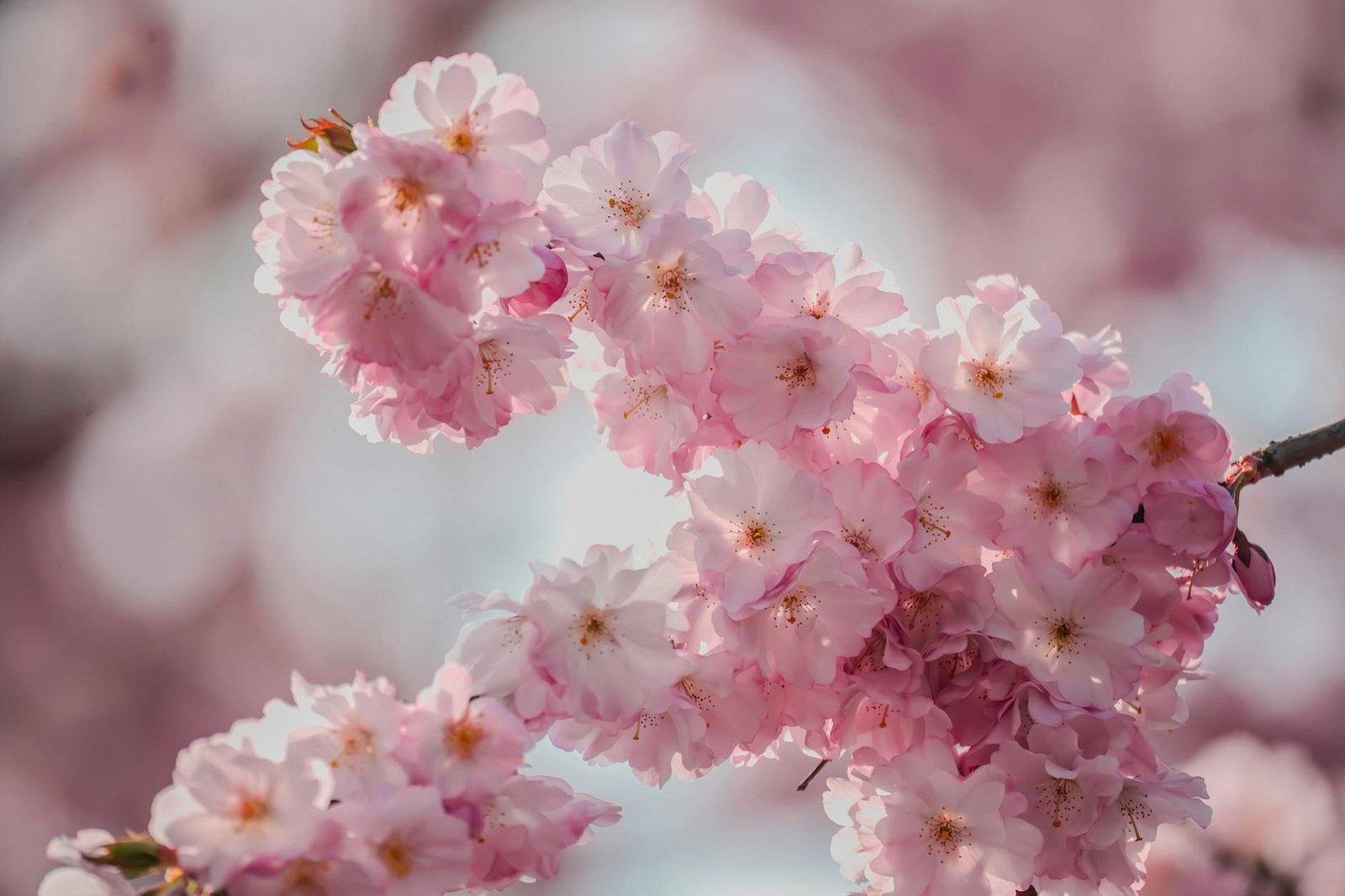 Close-up view of cherry blossoms in full bloom during spring in Leer, Germany.