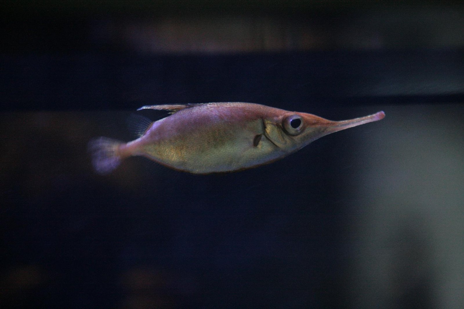 Detailed view of a longnose fish swimming in an aquarium, showcasing its unique features.