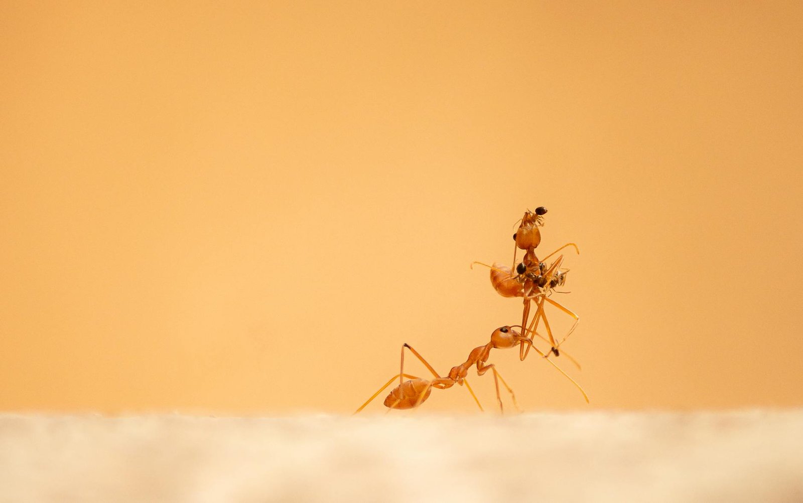 Macro shot of red ants working together in a minimalist setting, emphasizing teamwork and collaboration.