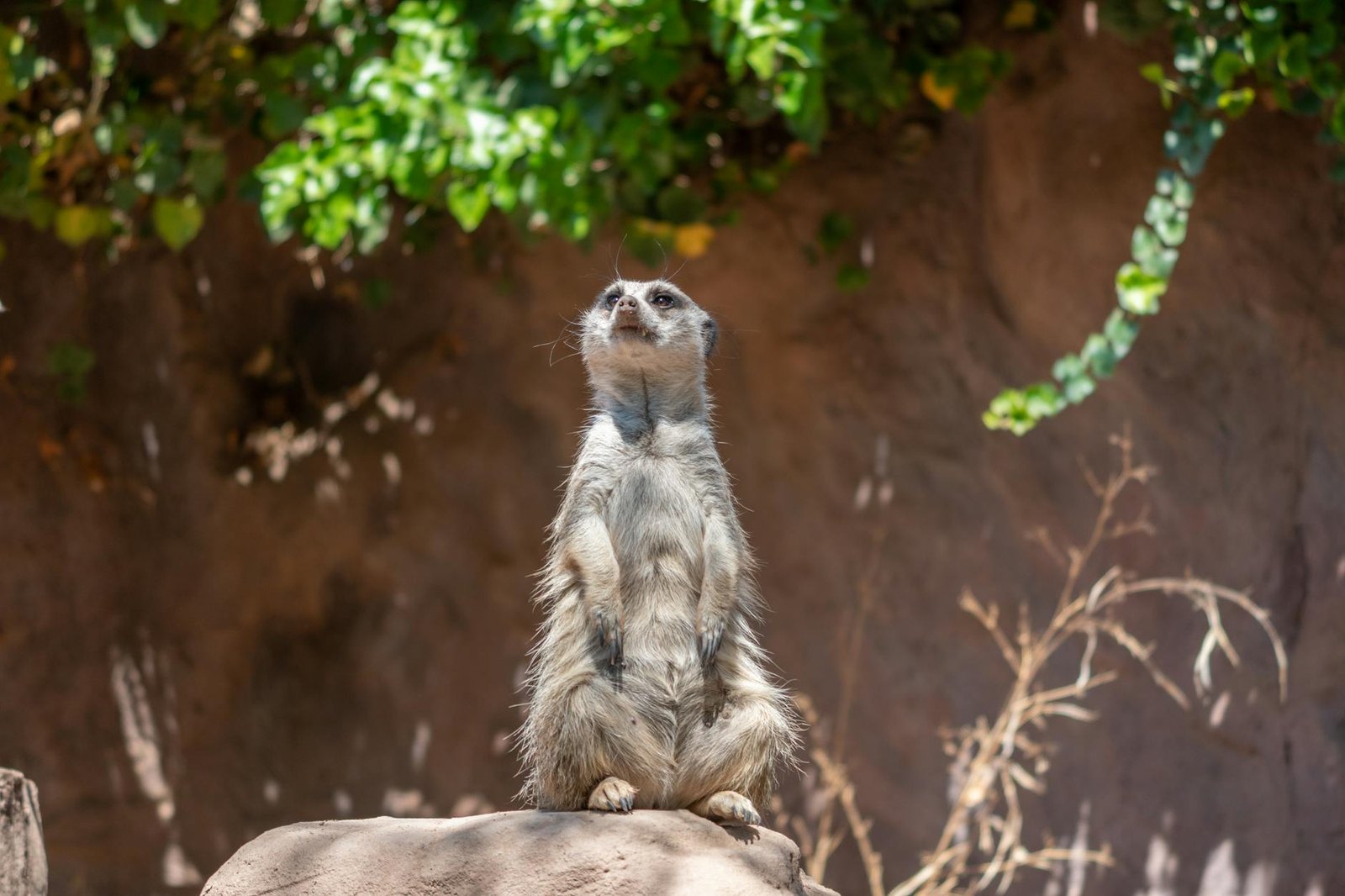 A meerkat stands upright on a rock, surveying its environment in Santiago, Chile.